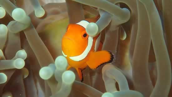 Pesce Nemo