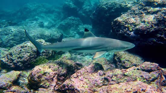 Immersioni Koh Samui - Squalo Pinna Nera