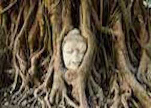 Testa di Buddha