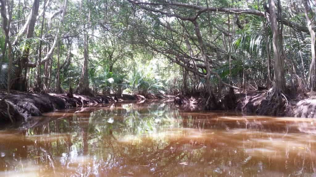 Little Amazon a Takuapa