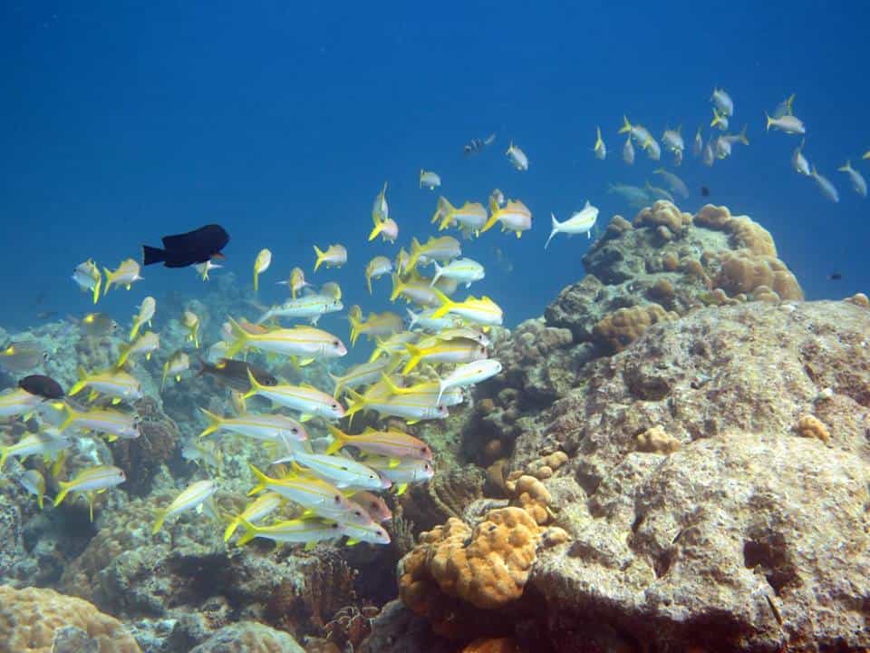 Phuket Escursioni - Snorkeling